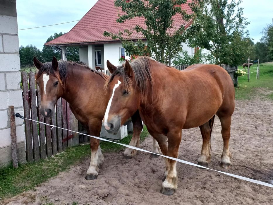 Konie zimnokrwiste