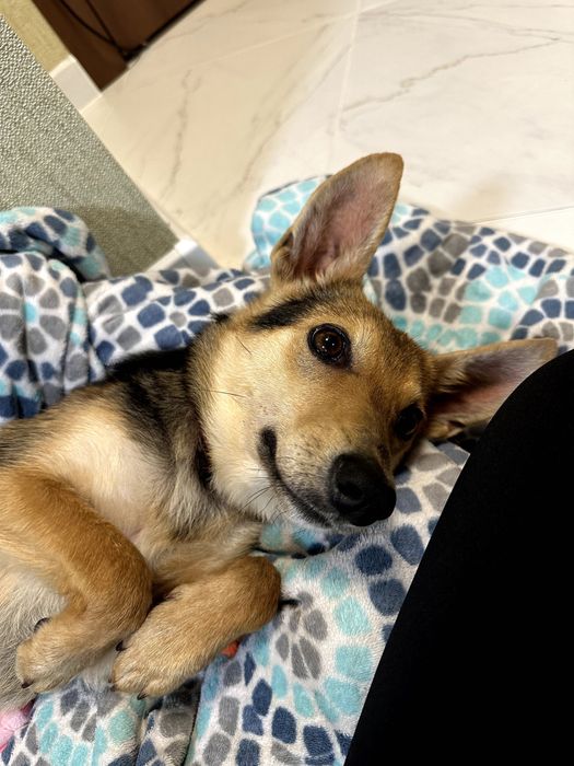 Дуже чемна дівчинка Лора шукає свою сім'ю