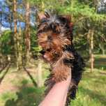 Yorkshire terrier laleczka chip rodowód paszport wyprawka