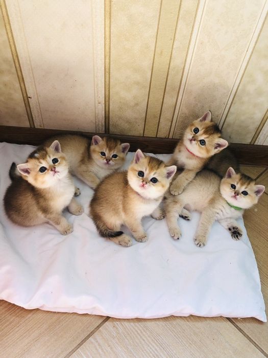 Золоті шотландські шиншили. Кошенята. Котята. Питомник.