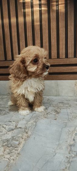 Cavapoo suczka do odbioru