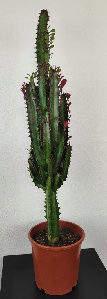 Wilczomlecz trójżebrowy Euphorbia Rubra 65 cm