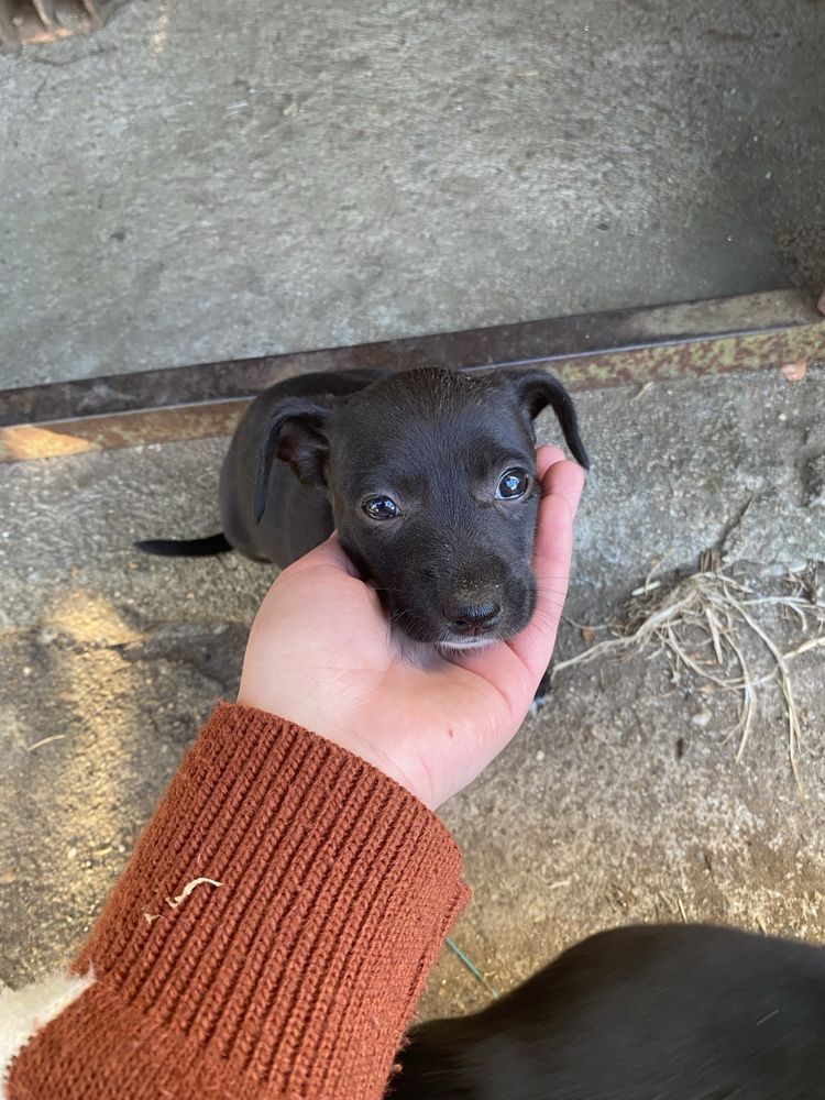 Cachorros para adoção