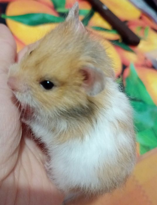 Королівські хом'яки