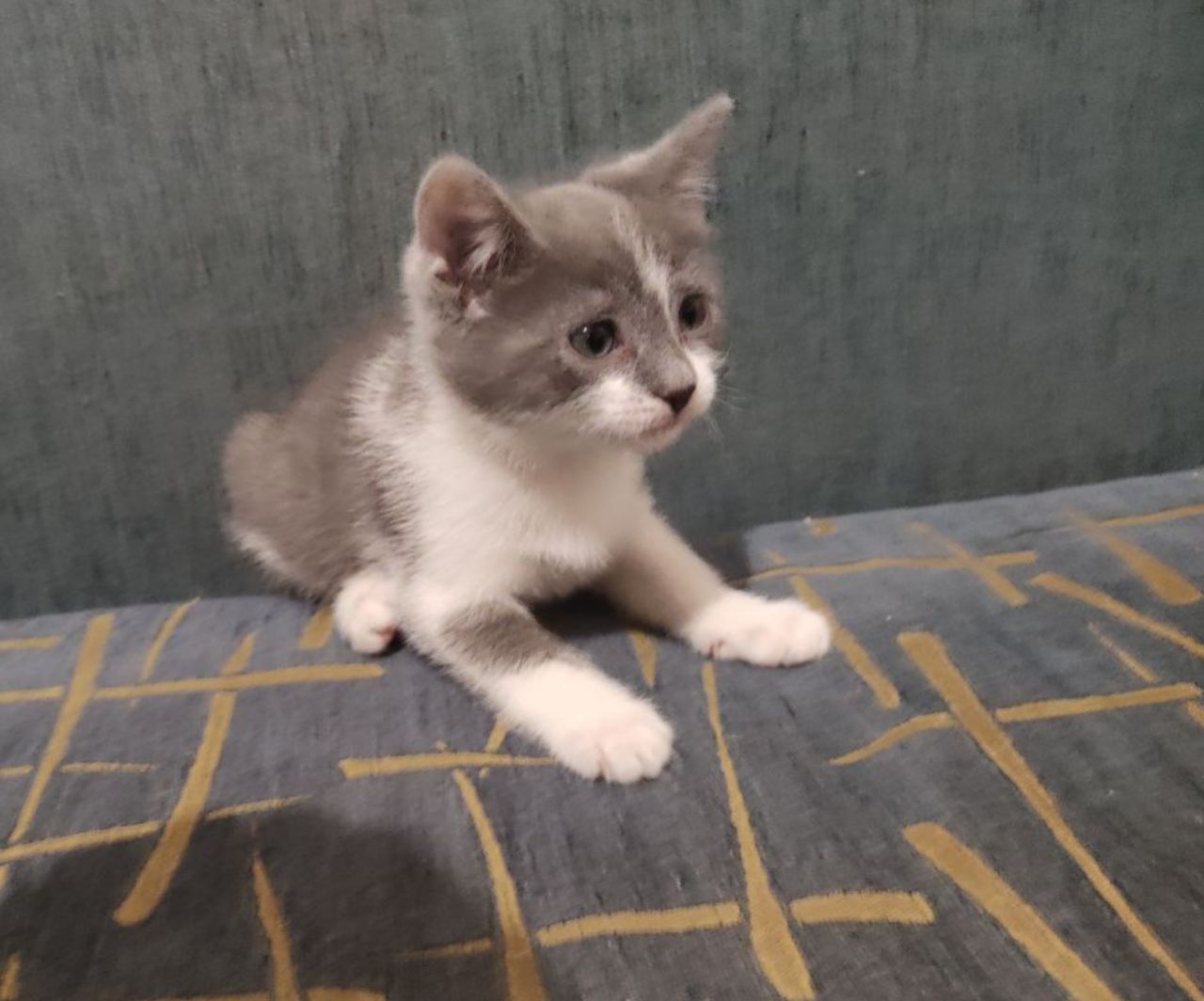 3 кошенята дівчинки 2 місяців