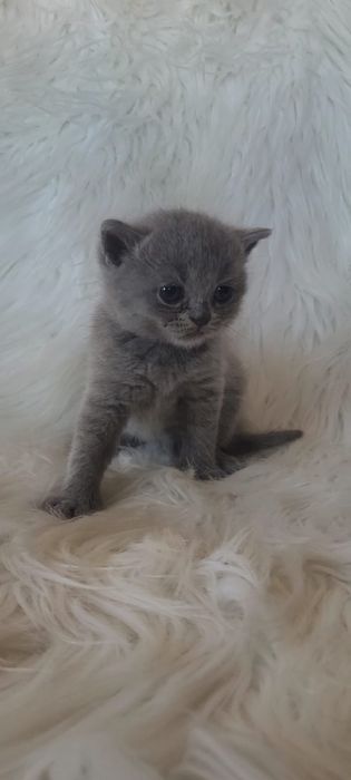Kocurek brytyjski niebieski