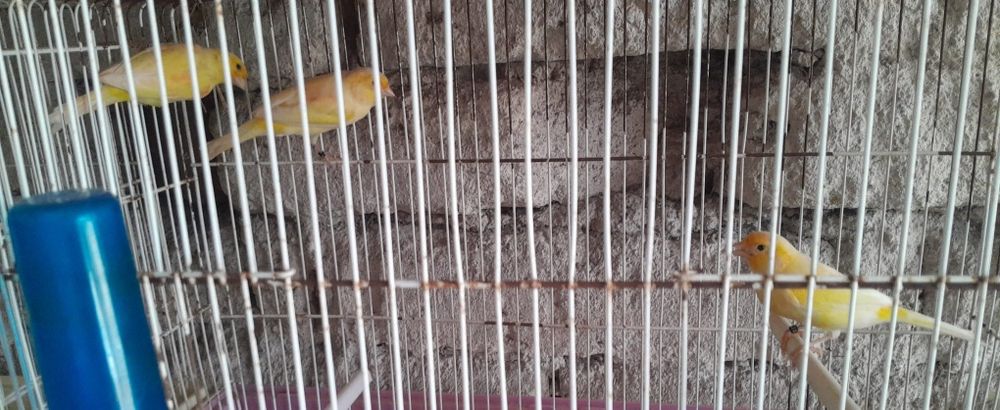 Canários disponíveis