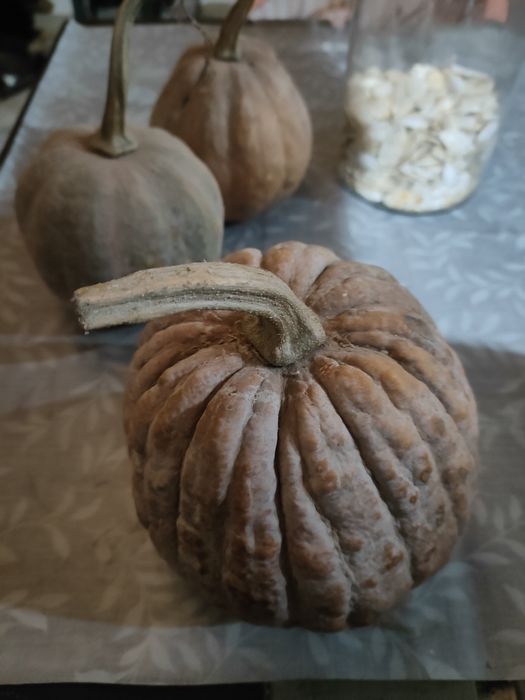 Насіння гарбуза - Блек Футсу