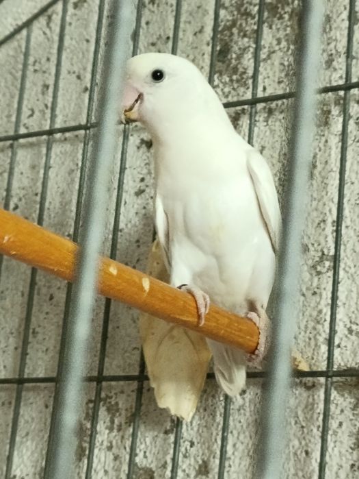 Duas fêmeas um macho