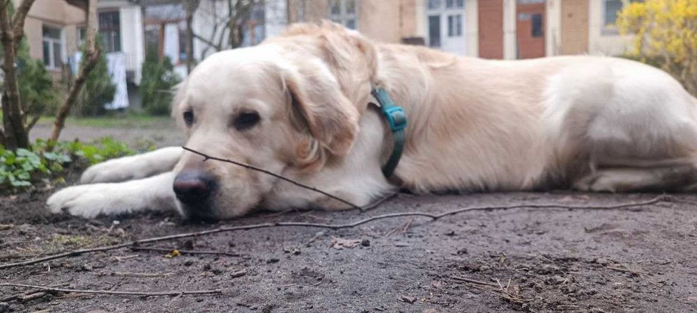 В'язка Золотистий Ретривер