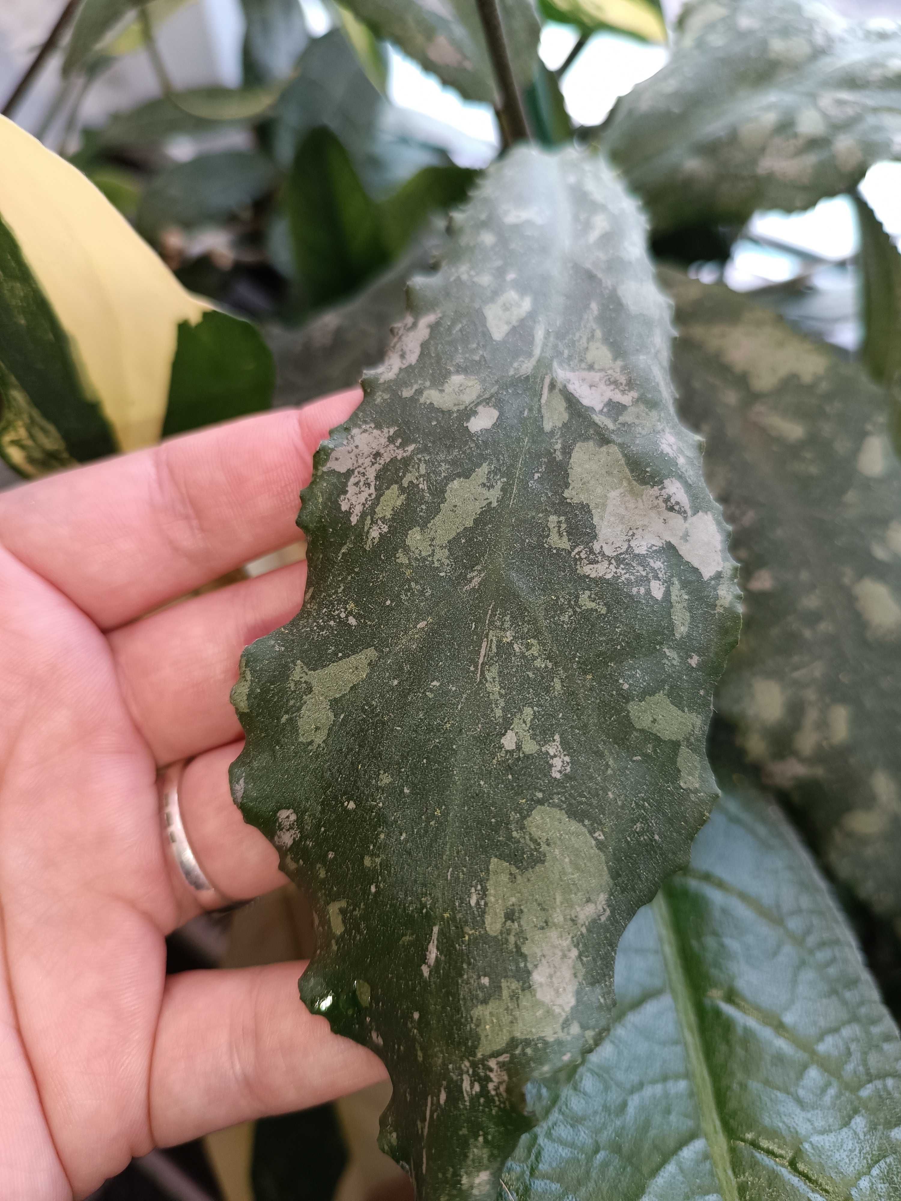 Hoya Undulata Splash Sarawak Borneo Long Leaves