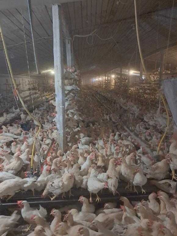 KURY młode nioski z własnego odchowu ! Rossa Messa Leghorn ! ZAPRASZAM