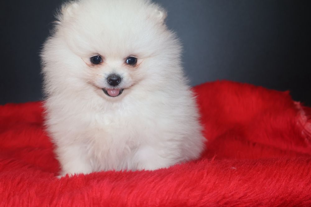 Szpic Miniaturowy pomeranian szczeniak !