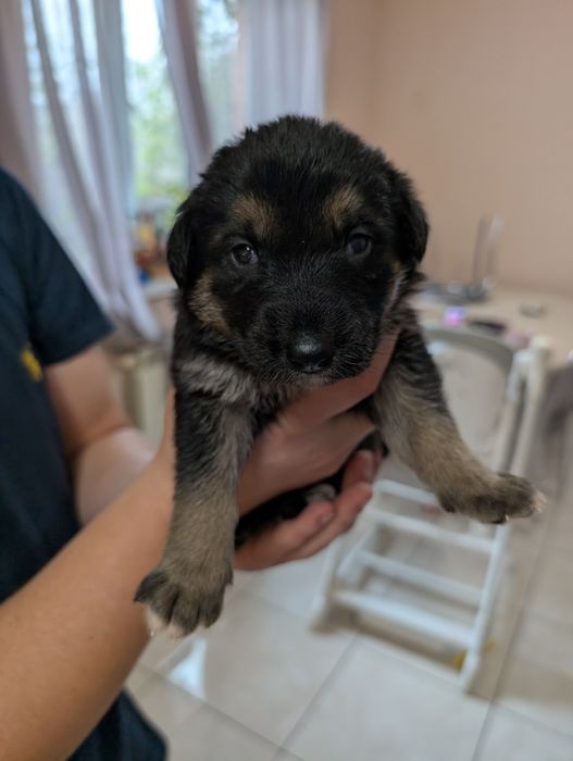 Цуценята шукають домівку