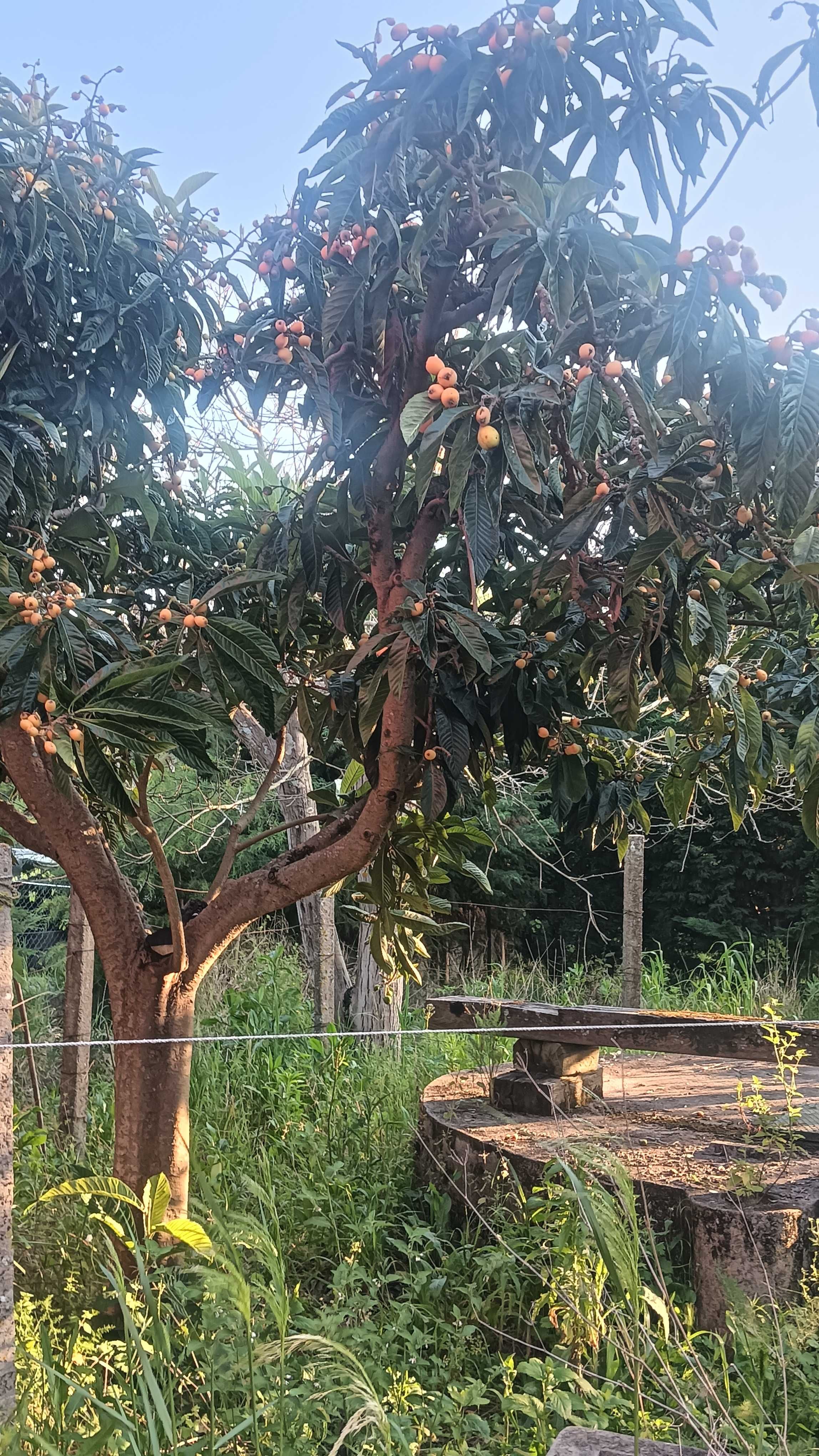 Casa tradicional com terreno com diversas árvores de fruto em S