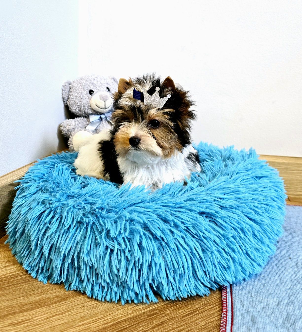 Śliczna malutka gwiazdeczka mini piesek 100% Biewer York DO Odbioru