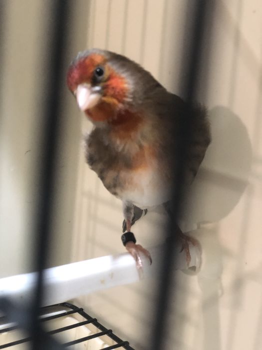 Hibrido de Carduelis Carduelis x Serinus Canaria