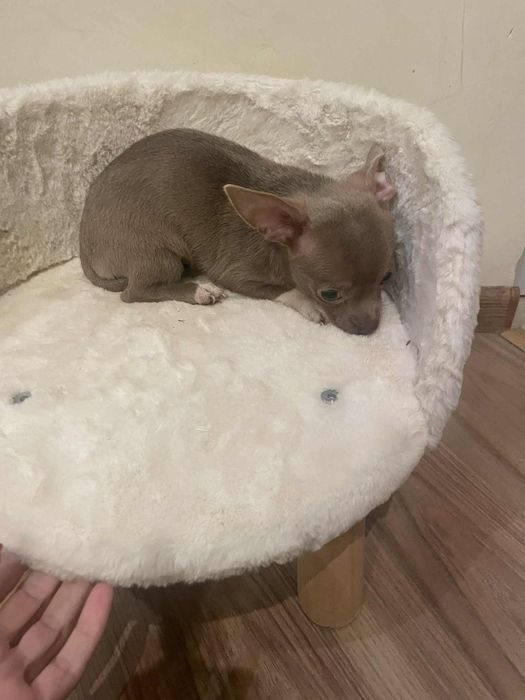 Chihuahua liliowy chłopczyk gotowy do odbioru