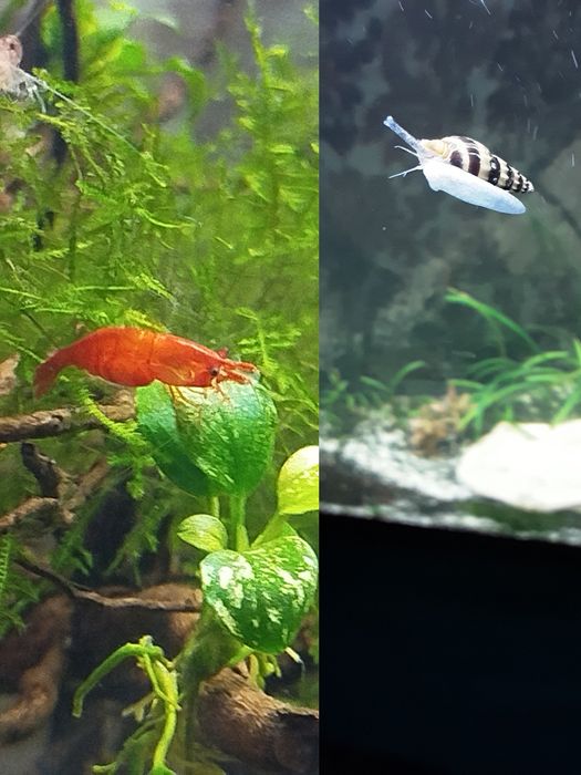 Креветки,Хелени,рослини акваріумні