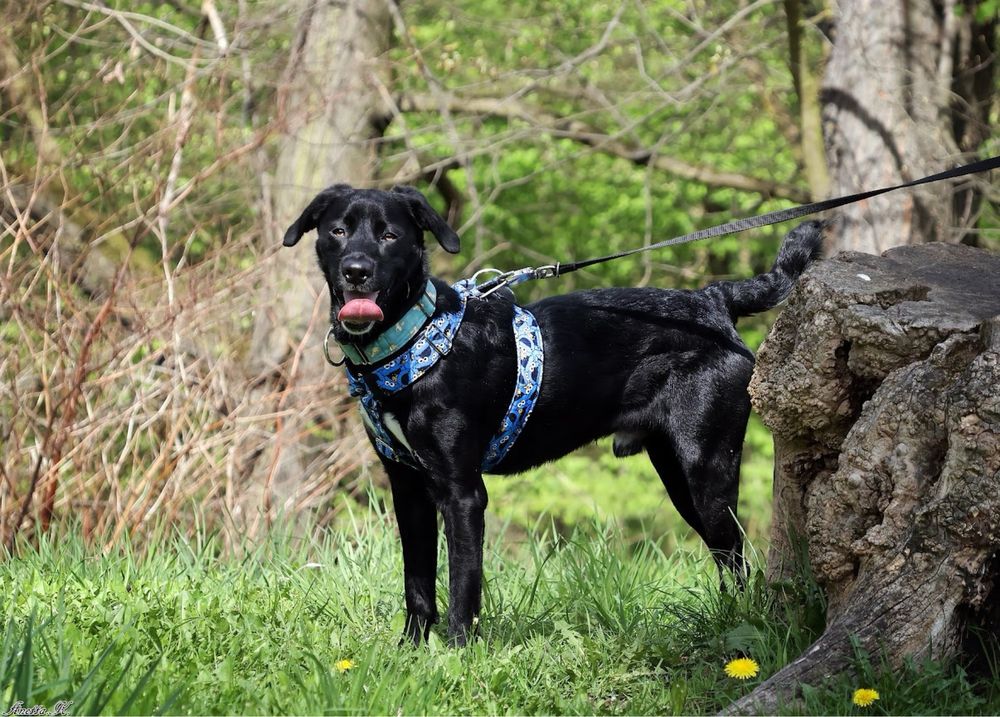 Super aktywny pies do adopcji! Młody pies w typie labradora szuka domu