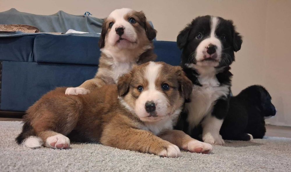 Szczenięta (1mc) - mix Berneński Pies Pasterski/Border Collie
