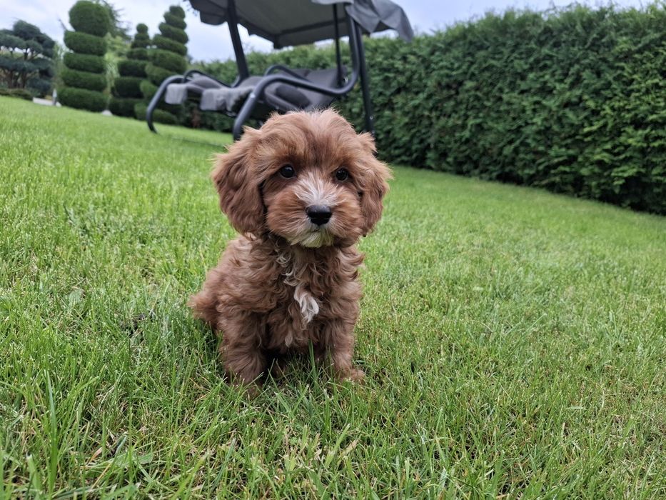 cavapoo szczeniak