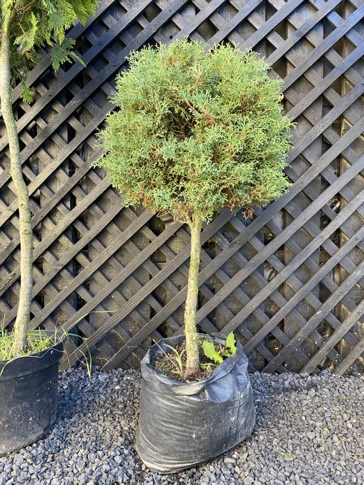 Туя на штамбі Самшит на штамбі Бересклет на штамбі Вейгела на штамбі