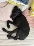 Doação responsável labradora com 4 meses