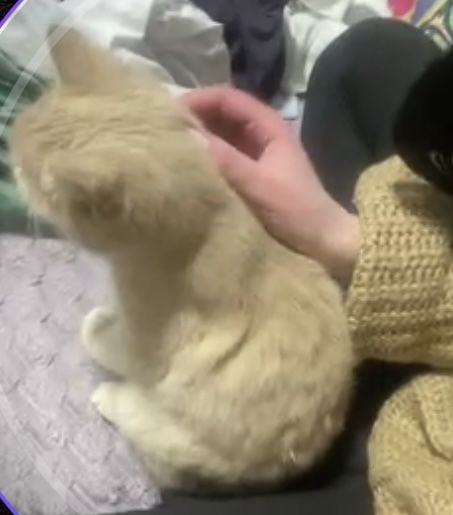 Котик в добрі руки