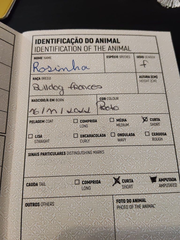Cachorrinha para venda