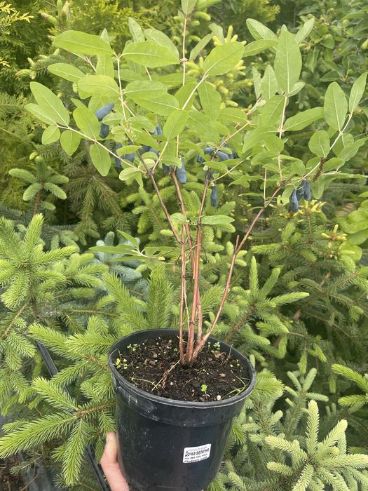 Жимолость. Колекція сортів.