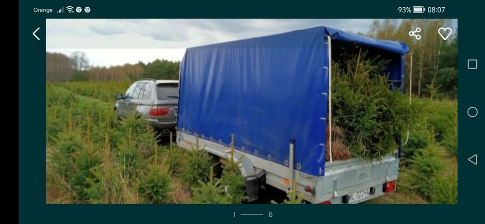 Świerki na działkę i do ogrodu