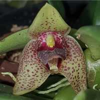 Мініатюрна орхідея Trias disciflora