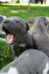 Amstaff_Suczka_American Staffordshire Terrier