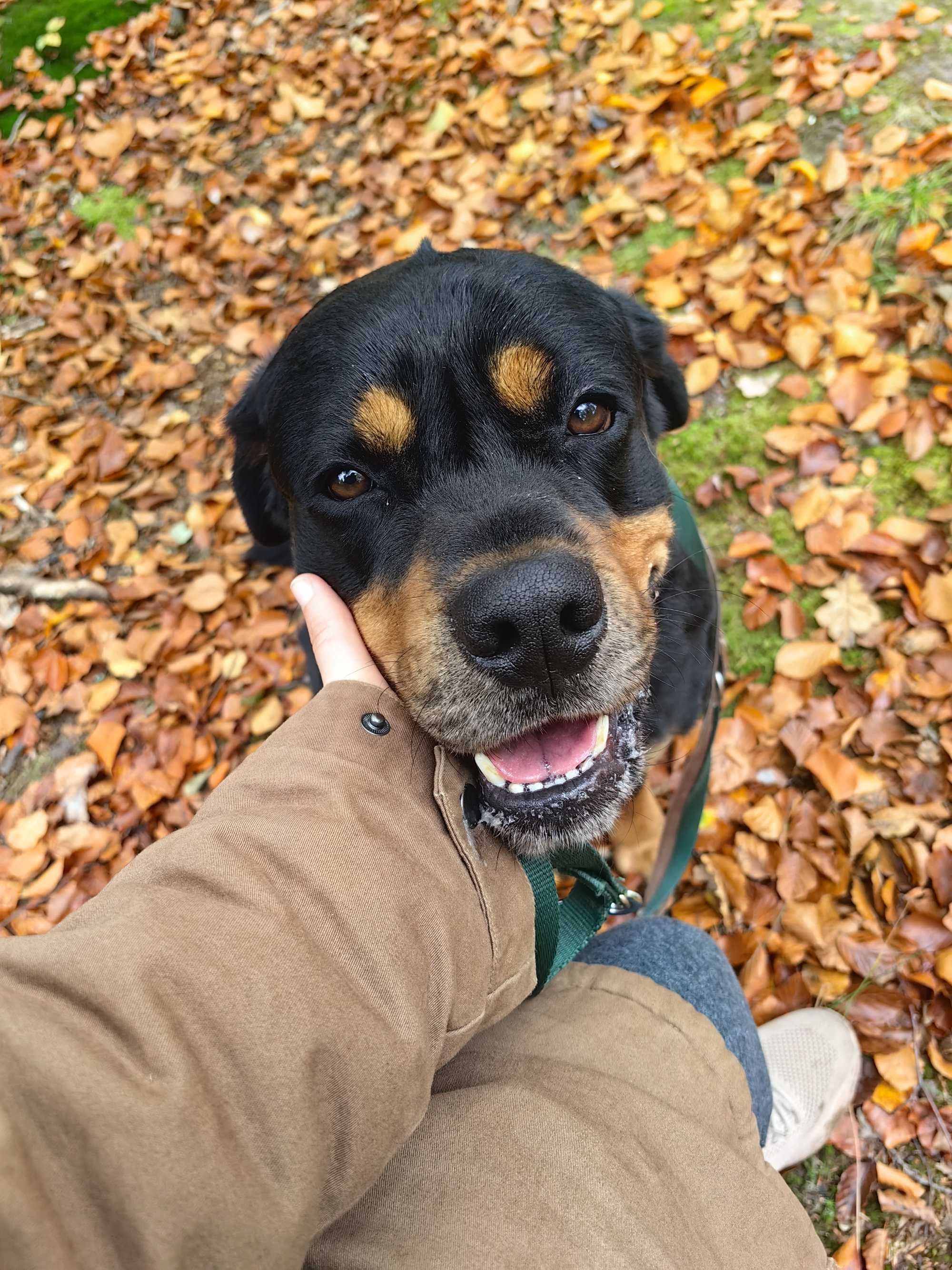 Pimpuś w typie Rottweilera