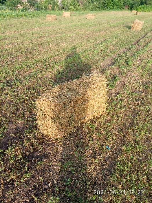 Сіно люцерни в тюках