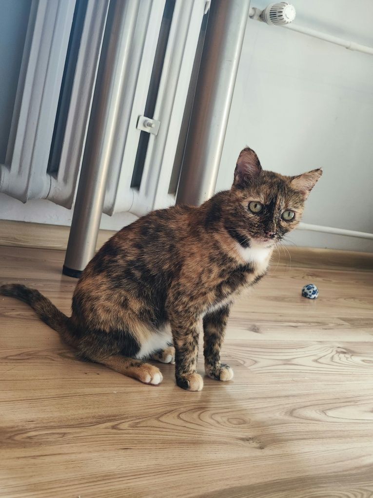 Piękna, grzeczna, urocza kotka w domu tymczasowym czeka na adopcje