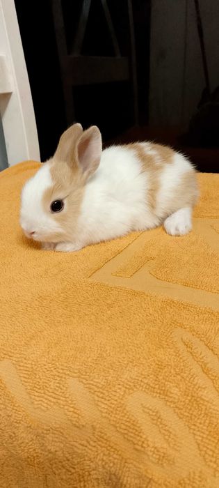 Króliczki miniaturki oswojone