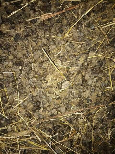 Nawóz guano alpak, bezwonne do ogródka.
