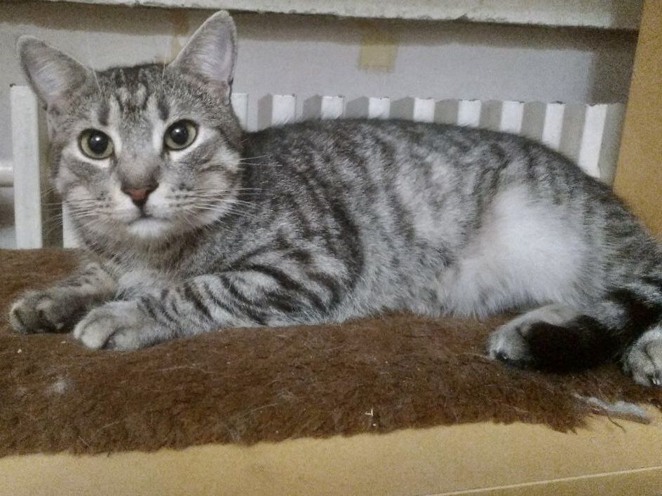 Котику потрібна надійна родина!