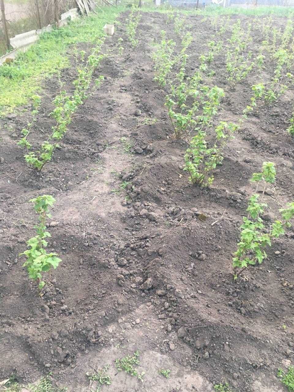 продам черную смородину