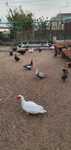 Ovos de patos mudos do campo