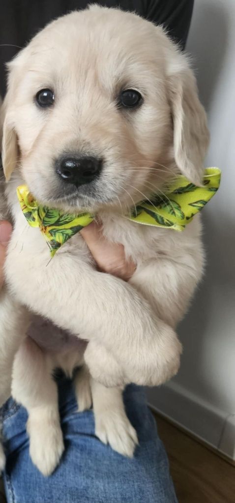 Golden retriever piesek z rodowodem