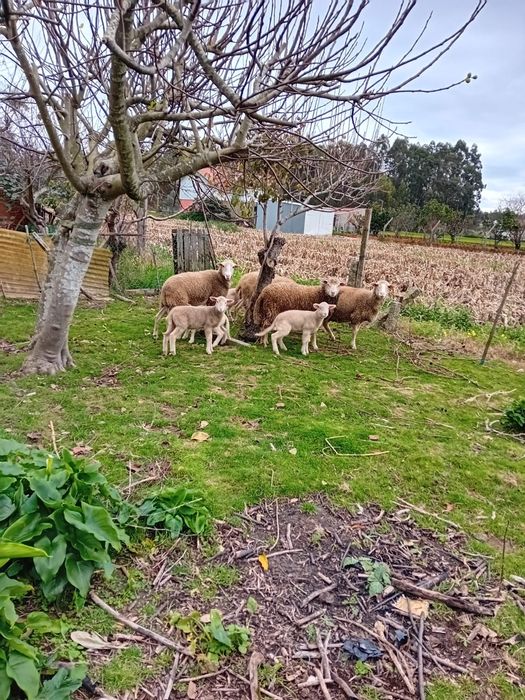 Ovelhas fêmeas novas