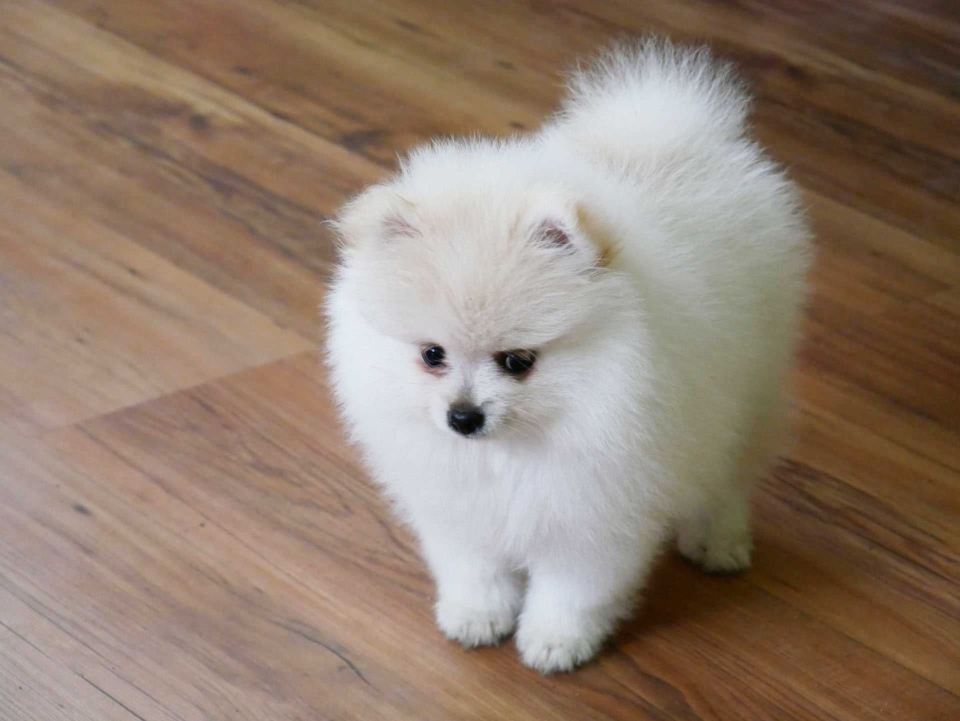 Szpic miniaturowy Pomeranian Boo Szpice  Rodowód Chip Samiec