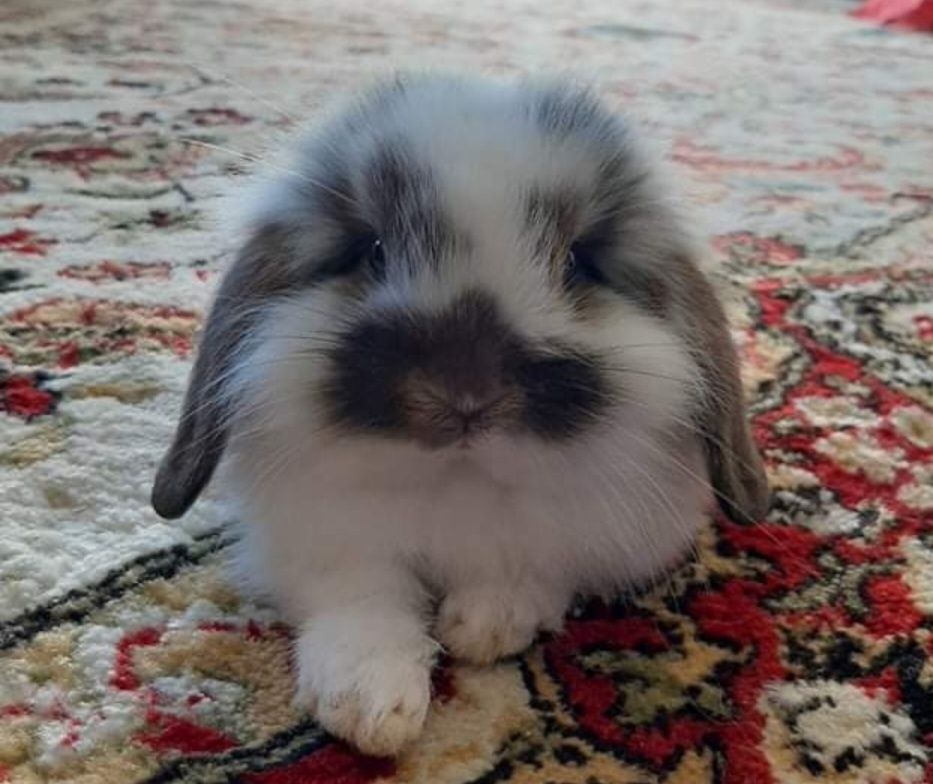 Coelhos anoes mini holandês, mini lop, mini lion vacinados