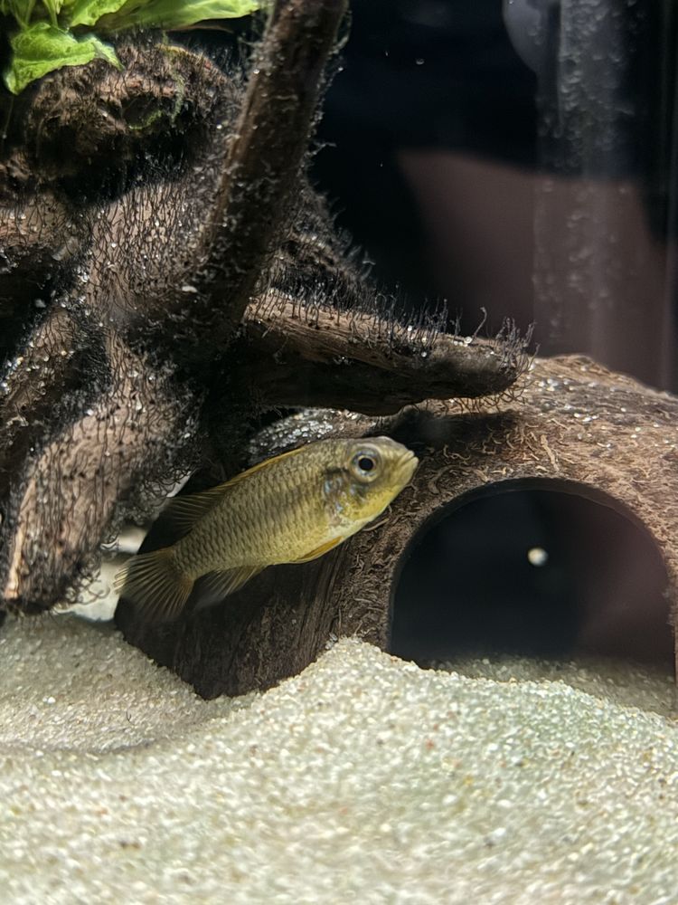 Apistogramma Agassizii Alenquer Blue Red Tail - Femêa