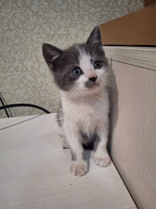 Котенок, котик, кошеня Первомайськ