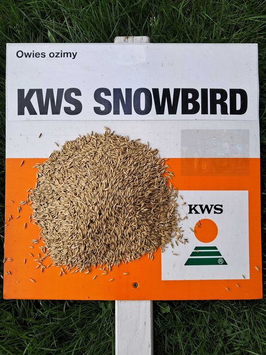 Owies ozimy KWS Snowbird (zbiór 2025, suchy, rok po centrali)