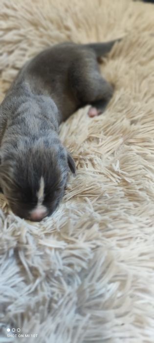 American bully xl szczenię z metryką